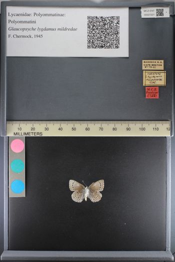 Media type: image;   Entomology 27221